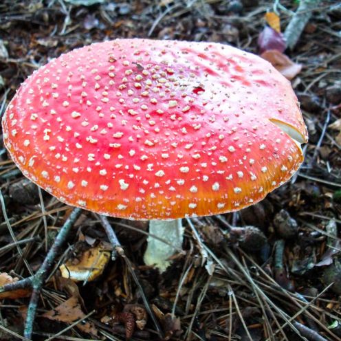claudialeclercq-non edible mushrooms-champignons non comestibles-amanita muscaria-3